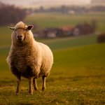 Tierische Besucher in Meikirch